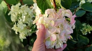 Цветение метельчатых гортензий Саммер Лав, Фрайз Мельба, Сандей Фрайз, Полар Бир и др. (17.08)