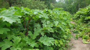 Борщевик - коварное растение нашей полосы