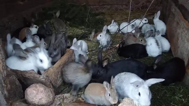 Крольчата ноября (18+) смотреть онлайн