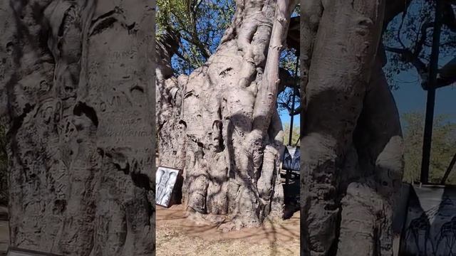 Это baobab дерево больше 1000лет