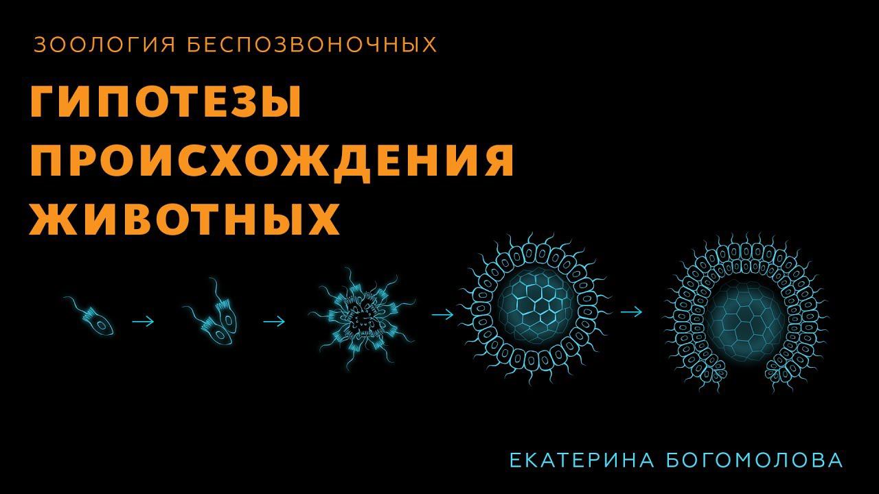 5. Гипотезы происхождения животных. Зоология беспозвоночных -  7 класс