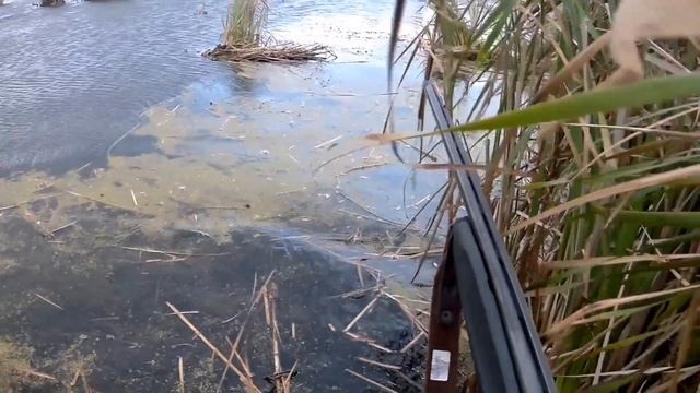 Охота на утку 2022г . Удачная вечерка, классный триплет и "печные трубы" Мр-155. смотреть онлайн