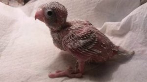 Шпагатик или вертолётик у птенца волнистого попугая.