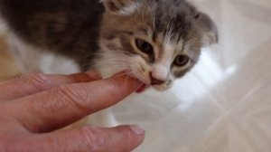 Спасение котят, которые были брошены и умирали __ Котята были оставлены на улице