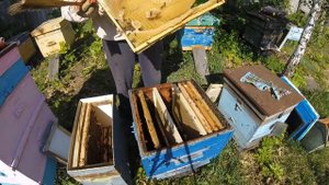 Что делать с роем после поимки? Пересадка роя. Beekeeping for beginners. Horse riding