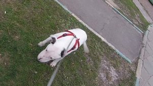 #Собаки - Прогулка с Бультерьером