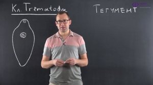 Биология | Плоские черви