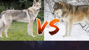 #Чехословацкая волчья собака против Карпатского волка//Animals Battle//