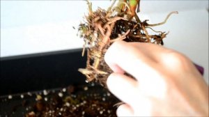 Корни антуриума – удаление гнилых корней