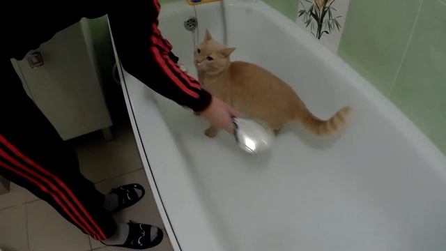 Как помыть лапы коту смотреть онлайн