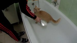 Как помыть лапы коту