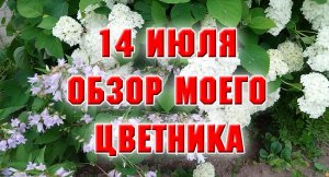 14 июля. Обзор цветника (мой дс №1).mp4