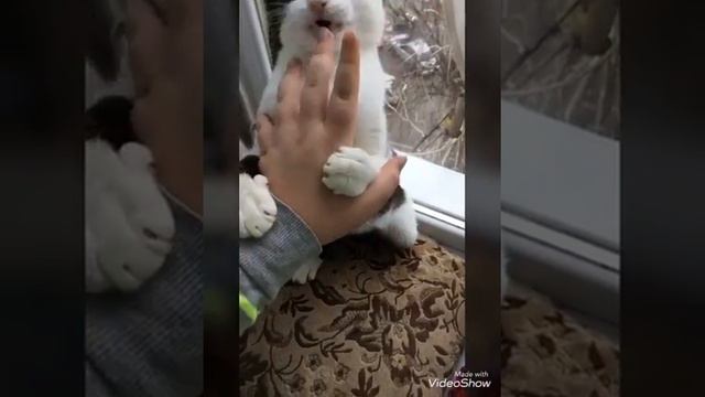 С восьмым марта девочек! Поздравления от МОТВЕЯ и МАКСИМА смотреть онлайн