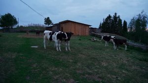 РЕМОНТ ДЕРЕВЕНСКОГО ДОМА | НАЧИНАЮ ПОДНИМАТЬ ПЕРВЫЙ УГОЛ | ПОДГОТОВКА СТРОЙМАТЕРИАЛА