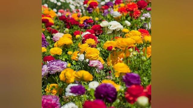 Незабудка/рассказ из сборника Искра Божия