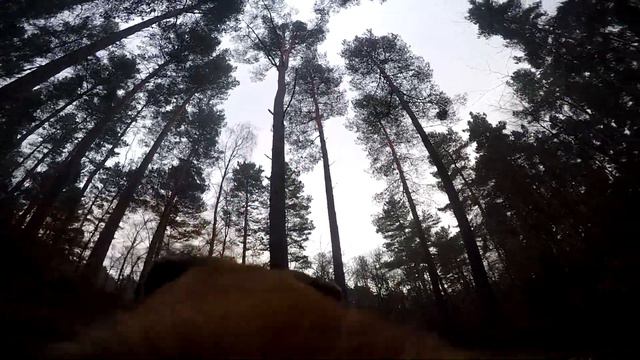 GoPro Hero 4 On Dogs смотреть онлайн