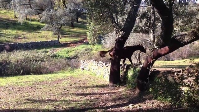 En venta Heredero en el campo смотреть онлайн