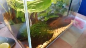 Аквариум 20л для мальков и креветок. Легко и просто.