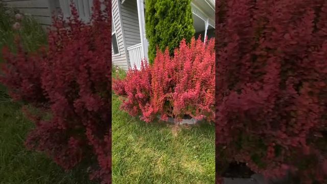 Orange Rocket Barberry