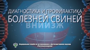 Диагностика и профилактика болезней свиней на базе ФГБУ «ВНИИЗЖ»