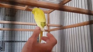 Купил на ярмарке. Крупный волнистый попугай "выставочный"
