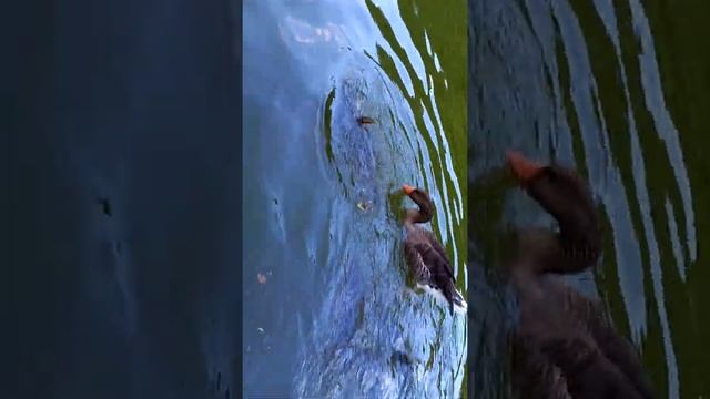 Ручная рыба короп 5 смотреть онлайн