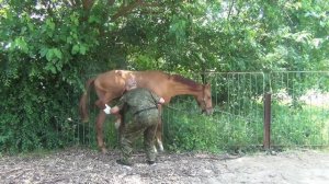 Обучение жеребенка 3 часть.  Мягкие методы. HX. foal training