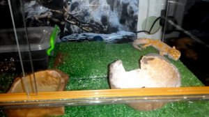 1-часть. Уход за эублефаром морфы:Tremper Albino