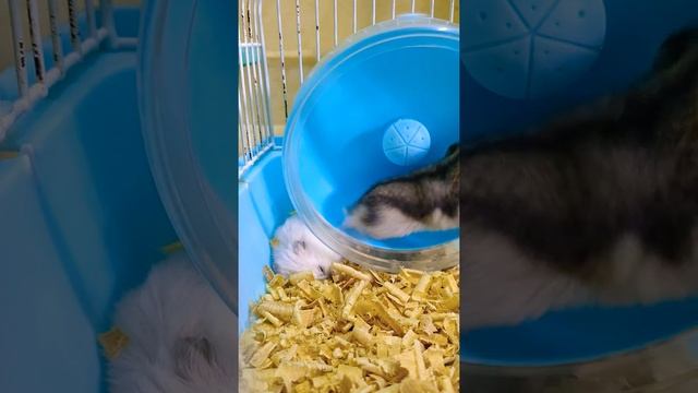 Hamster vs super speed machine. shorst