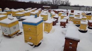 На какой высоте ставить улья в зиму? Ошибки начинающих пчеловодов.