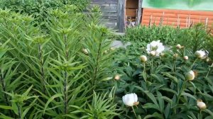 Мой рецепт  малосольных  огурчиков. Сафар косит газон.