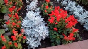 Сальвия, шикарные красные цветы для клумбв