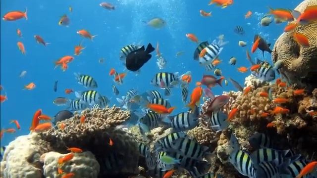 Снится мне море.... смотреть онлайн