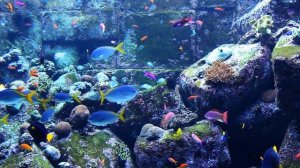 Relaxing Aquarium with Coral Reef Fish for Sleep, Study, Yoga & Meditation