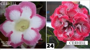 ГЛОКСИНИИ ❤️ КАТАЛОГ моих ЦВЕТОВ