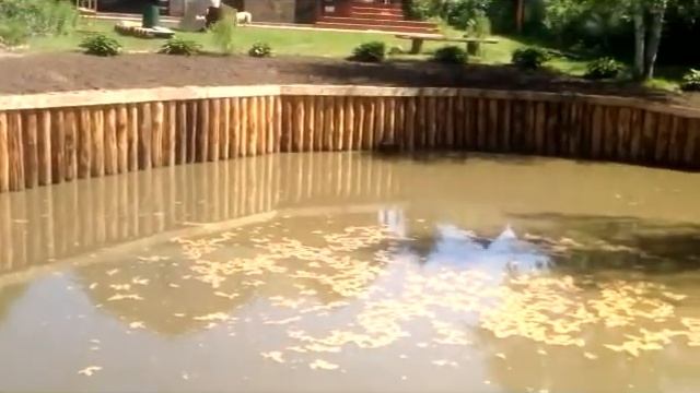 Берегоукрепление пруда лиственницей после углубления и очистки.