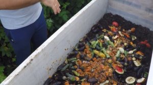 Кормление червей в червячнике фруктами и овощами. Как и чем кормить червей. Витамины для червей.