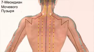 Энергетические каналы (12 меридианов) человека