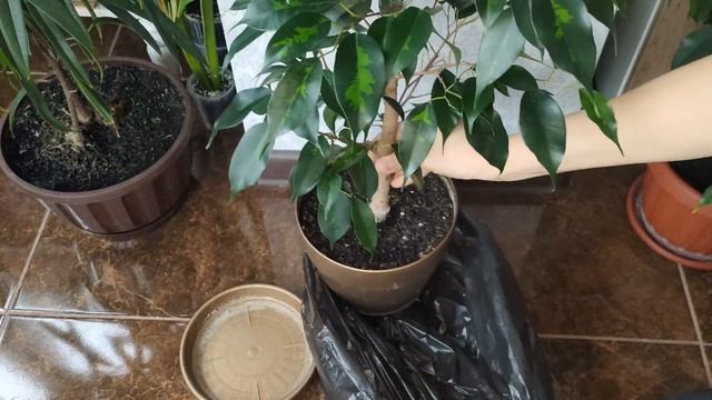 Фикус Бенджамина Денилайт. Весення обрезка и пересадка. Все тонкости ухода за Фикусами смотреть онлайн