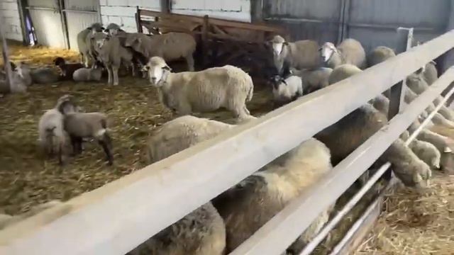 #24 Ягнята ф1 от Саффолка смотреть онлайн