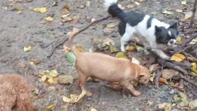 ВЫ ТАКИХ ГРЯЗНЫХ СОБАК НЕ ВИДЕЛИ?питомник чихуахуа и той-пудель Кастропуло Крым ☺️ ☺️ ☺️#влог #гряз смотреть онлайн