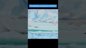 Касатки-умнейшие хищники планеты