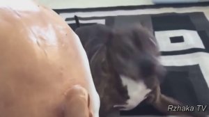 ПРИКОЛЫ С ЖИВОТНЫМИ подборка 2017