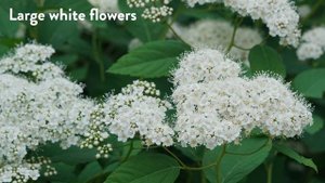 30 seconds with Proven Winners® Spiraea Double Play® Blue Kazoo (EU)