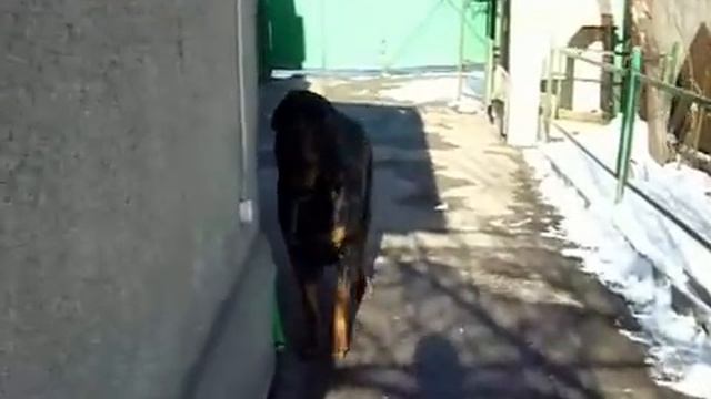 причина завести ротвейлера :3 смотреть онлайн
