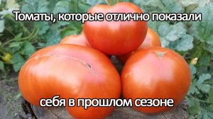 Томаты, которые показали отличные результаты в прошлом сезоне