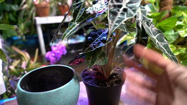 Alocasia Polly Care Tips / Alocasia Amazonica смотреть онлайн
