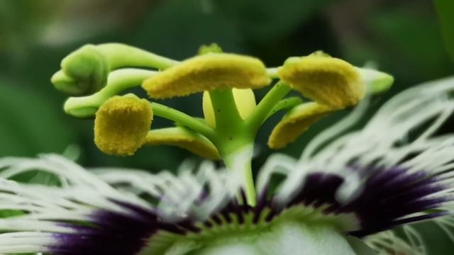 GodPlanted.com | Passionfruit (Passiflora edulis) смотреть онлайн
