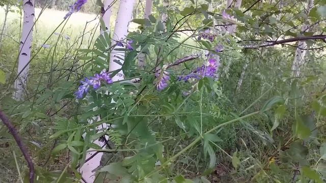 #Мышиный горошек в народной медицине.Как найти в лесу растение. смотреть онлайн