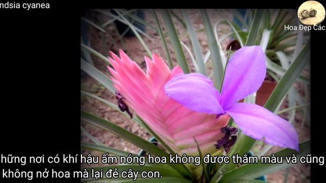 Hoa Lông Hồng Pink Quill _ Tillandsia cyanea  Loài hoa với những lá bắc có sắc màu rực rỡ